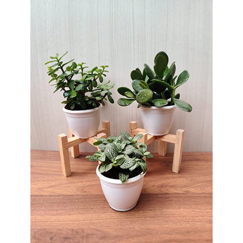 Air Purifying Plant Sets – Jade Plant, Fittonia Green Plant & Crassula Ovata Plant with Plastic Pots for Home, Office & Gifts