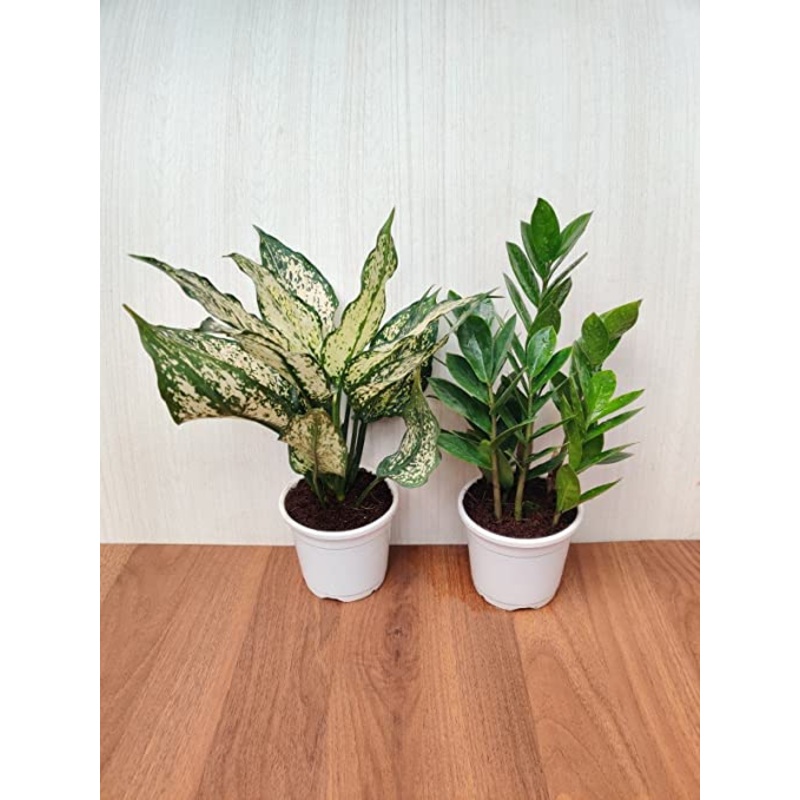 Air Purifying Plant Sets – ZZ Plant and Aglaonema Snow White – Plastic Pots – Home, Office, and Gift