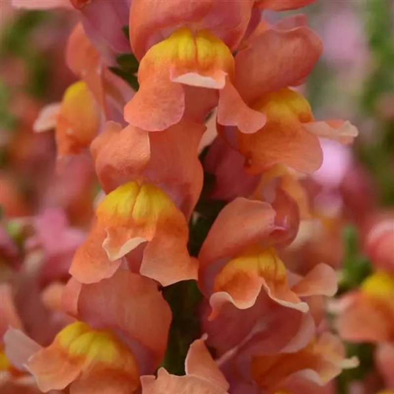 Antirrhinum Rocket Bronze Flower Seeds