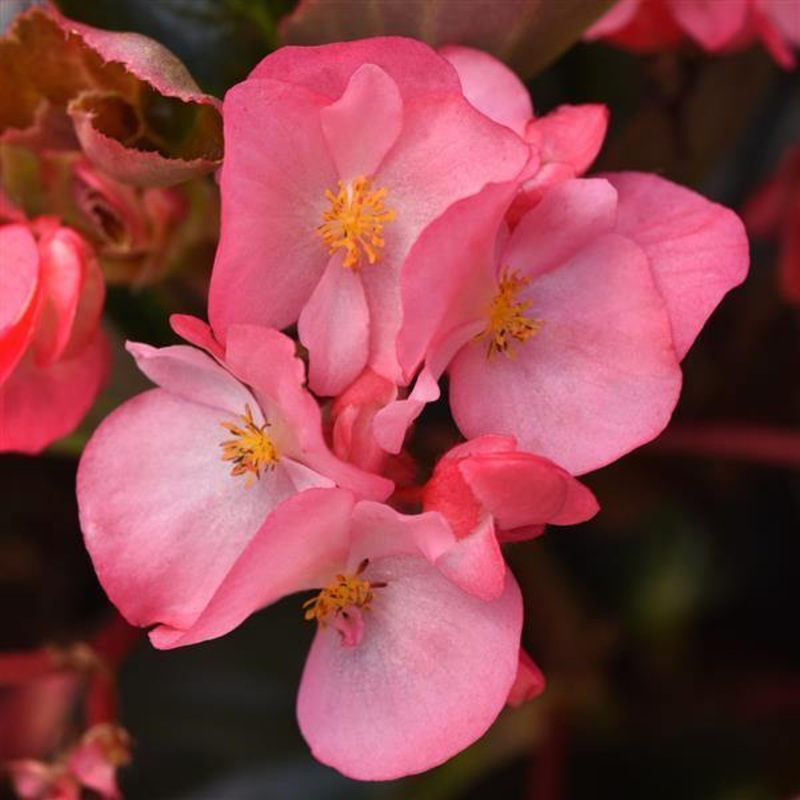 Begonia Interspecific Megawatt Pink Bronze Leaf Flower Seeds