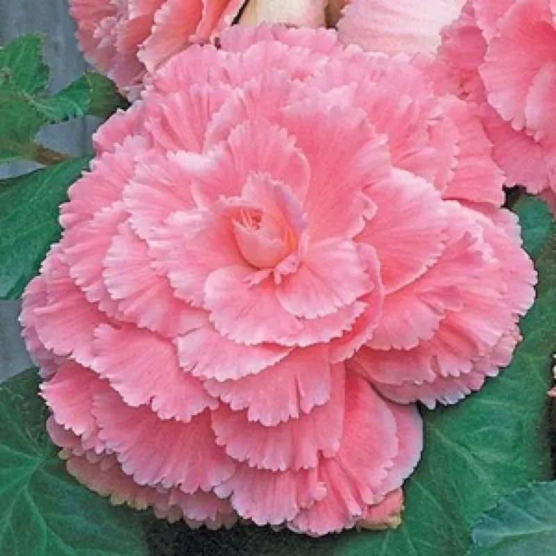 Begonia Tuberous AmeriHybrid Picotee Lace Pink Flower Seeds