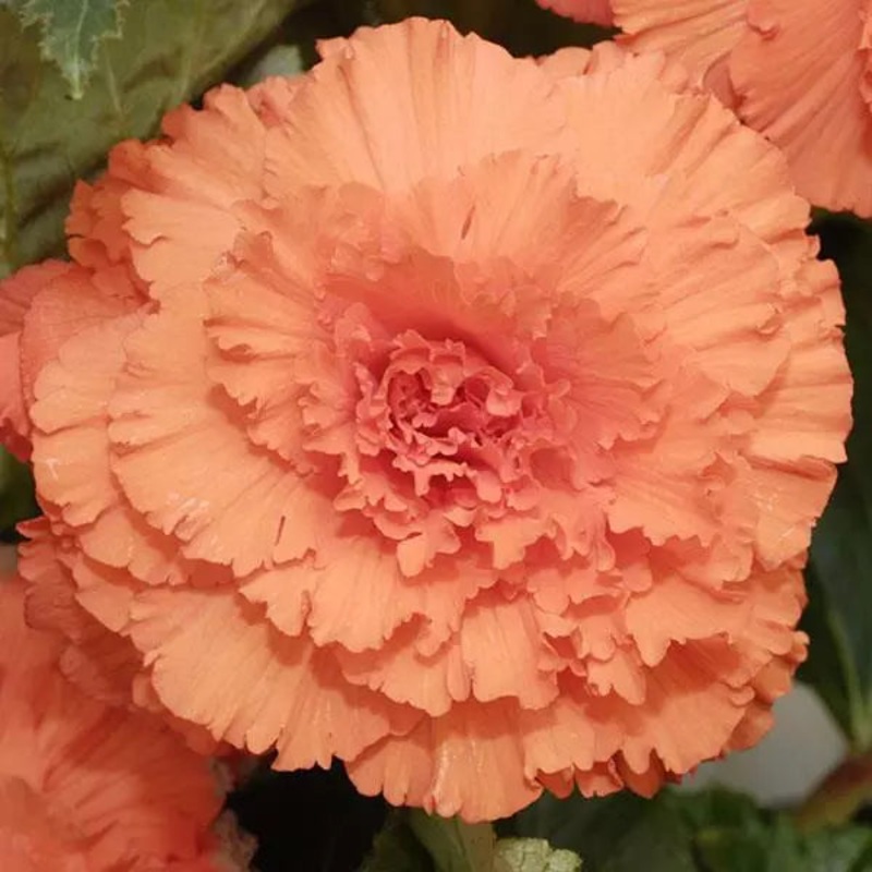 Begonia Tuberous AmeriHybrid Ruffled Apricot Flower Seeds