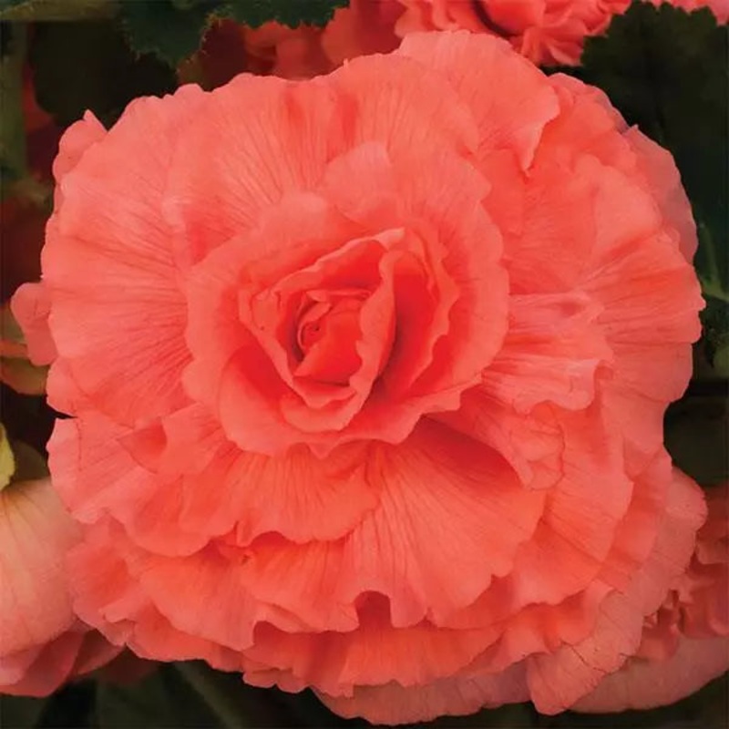 Begonia Tuberous AmeriHybrid Ruffled Coral Salmon Flower Seeds