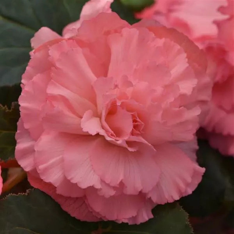 Begonia Tuberous AmeriHybrid Ruffled Pink Flower Seeds