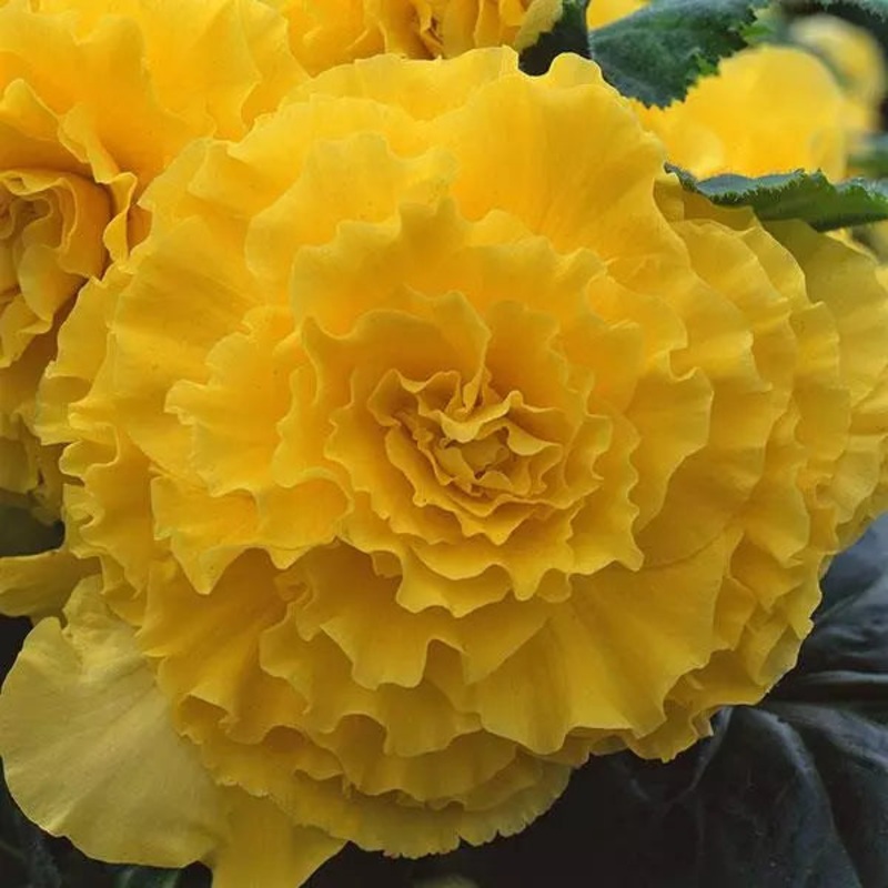 Begonia Tuberous AmeriHybrid Ruffled Yellow Flower Seeds