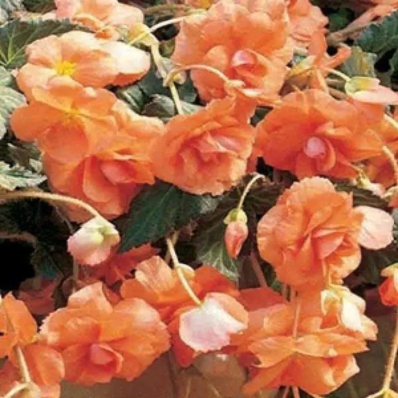Begonia Tuberous Sun Dancer Apricot Flower Seeds