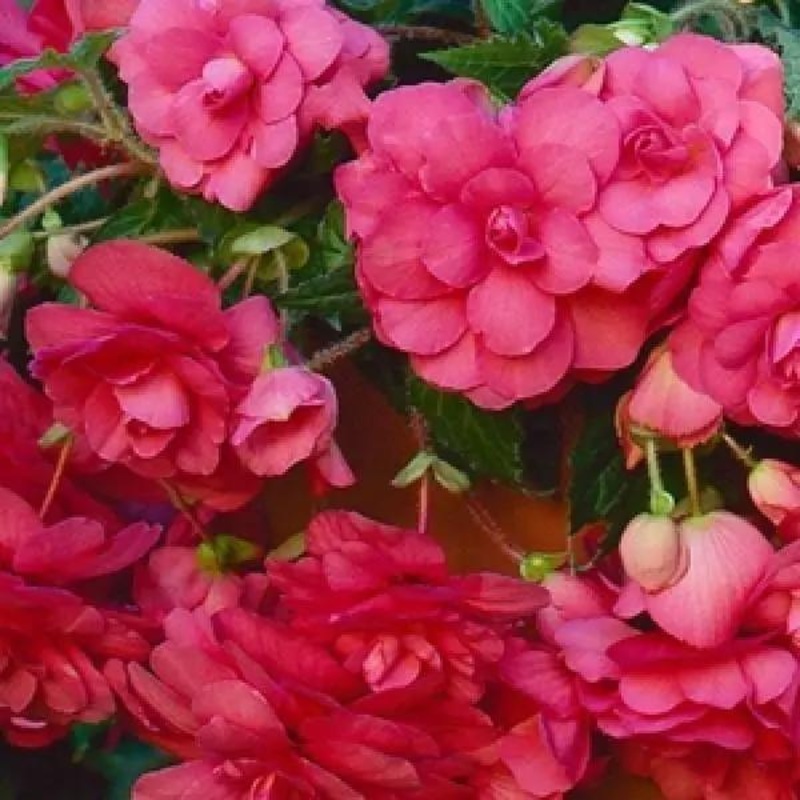 Begonia Tuberous Sun Dancer Pink Flower Seeds