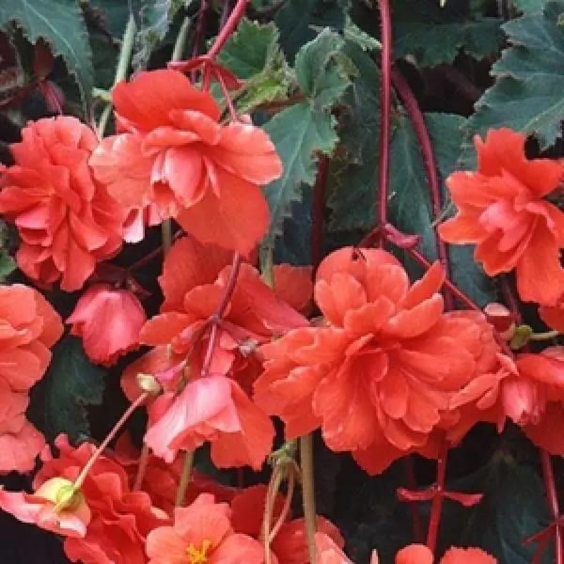 Begonia Tuberous Sun Dancer Salmon Flower Seeds