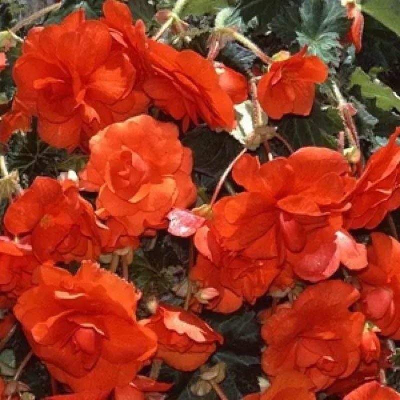 Begonia Tuberous Sun Dancer Scarlet Orange Flower Seeds