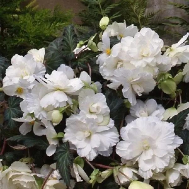 Begonia Tuberous Sun Dancer White Flower Seeds