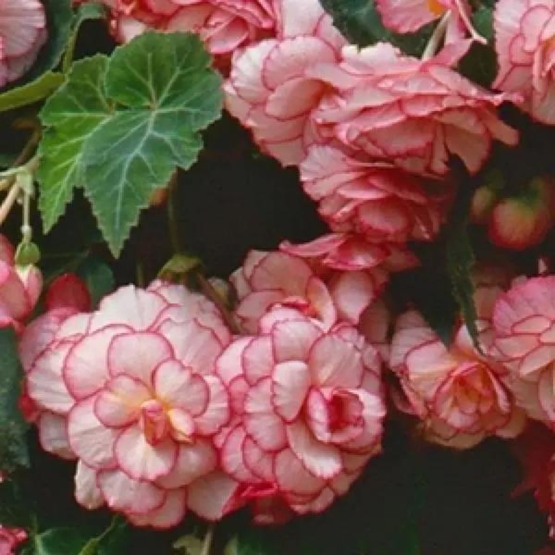 Begonia Tuberous Sun Dancer White Pink Picotee Flower Seeds