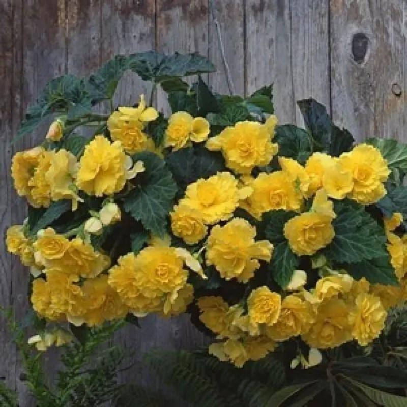 Begonia Tuberous Sun Dancer Yellow Flower Seeds