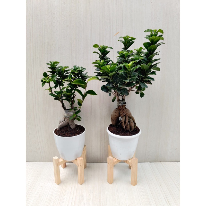 Bonsai Ficus | Combo | Natural Live Plant | Plastic Pot | Air Purifying | Home Decor Plants