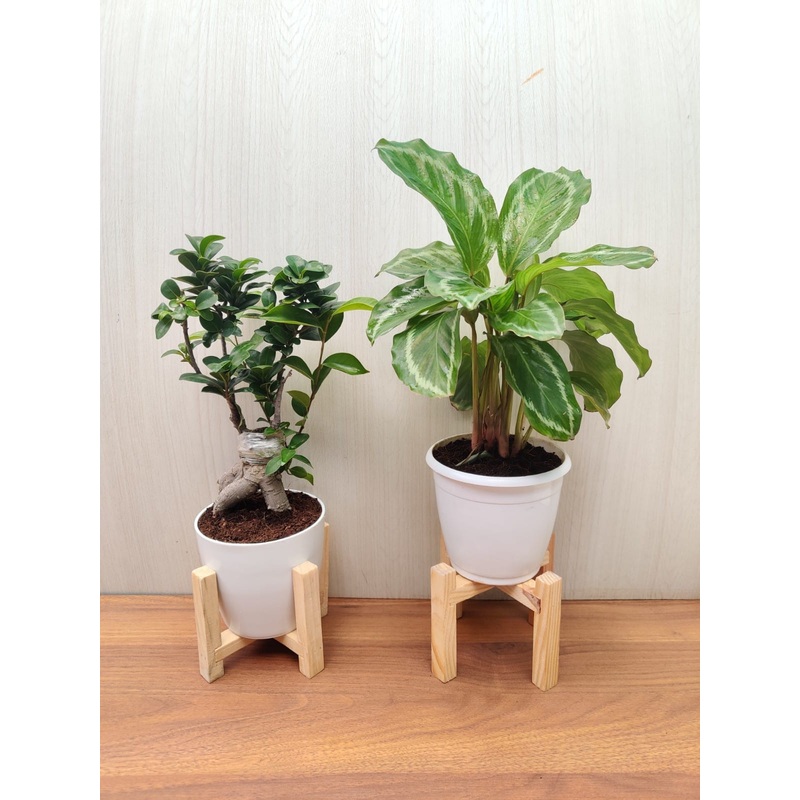 Bonsai Plant and Calathea Combo for Home and Office