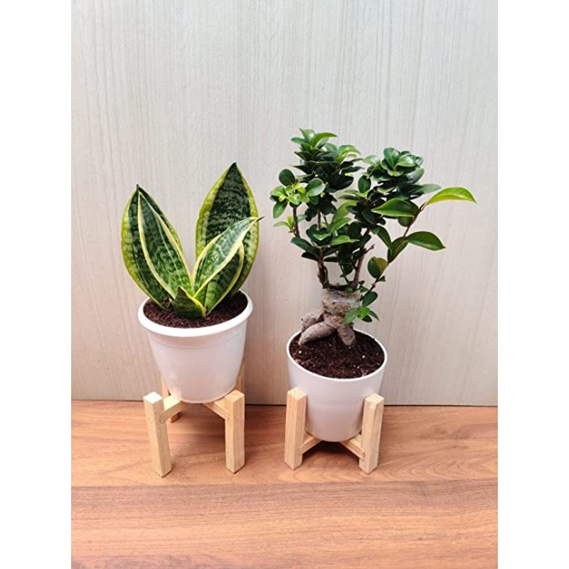 Bonsai Plant and Snake Plant Combo – Perfect for Home, Living Room, and Office Desk