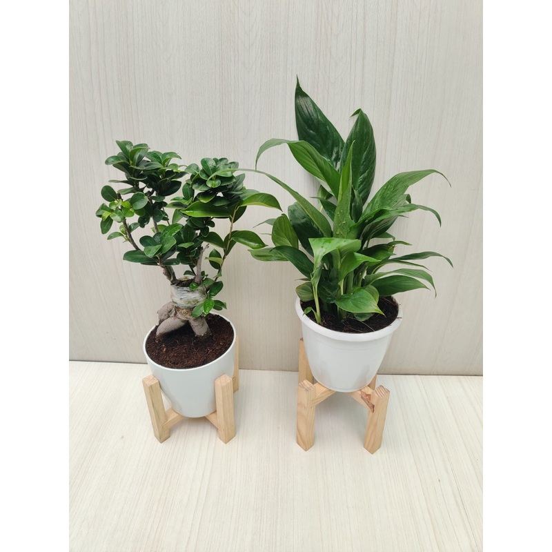Combo of 2 Live Indoor Plants in 4 inch  Plastic Pots (Bonsai and Peace lily) For Home, Office