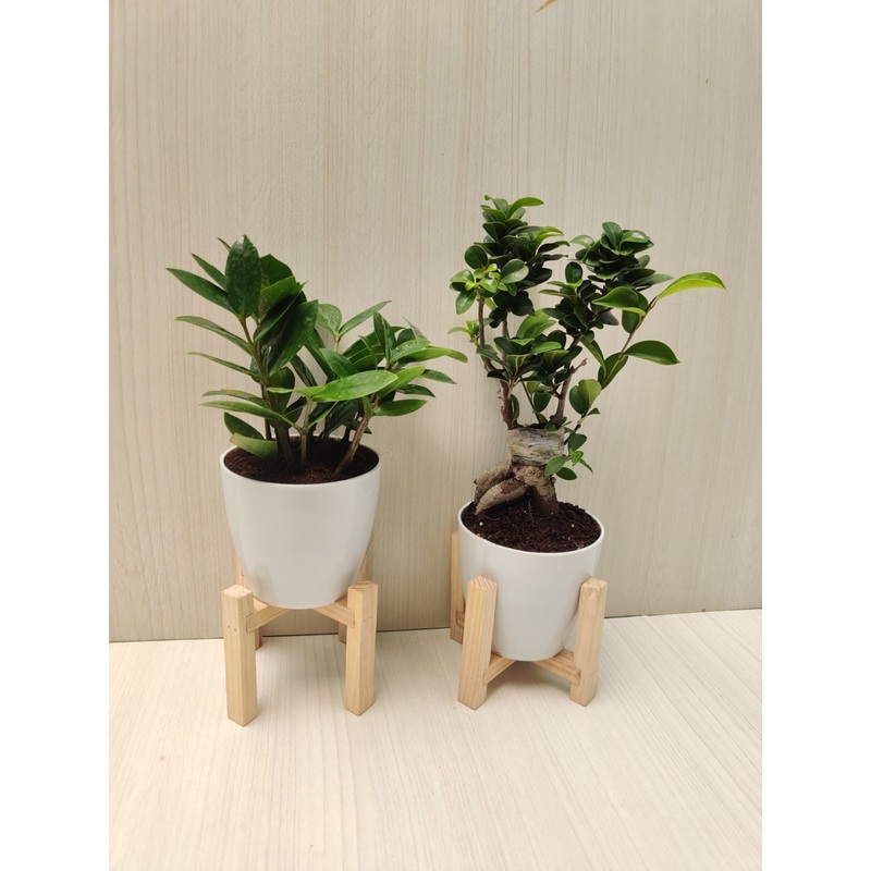 Combo of ZZ & Bonsai Plant in Plastic Pots for Home, Living Room, Office Desk