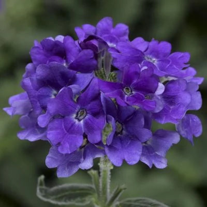 Verbena Tuscany Blue Flower seeds