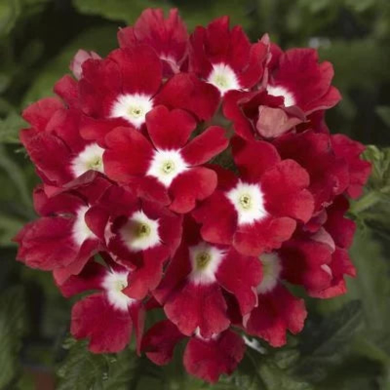 Verbena Tuscany Scarlet with Eye Flower seeds