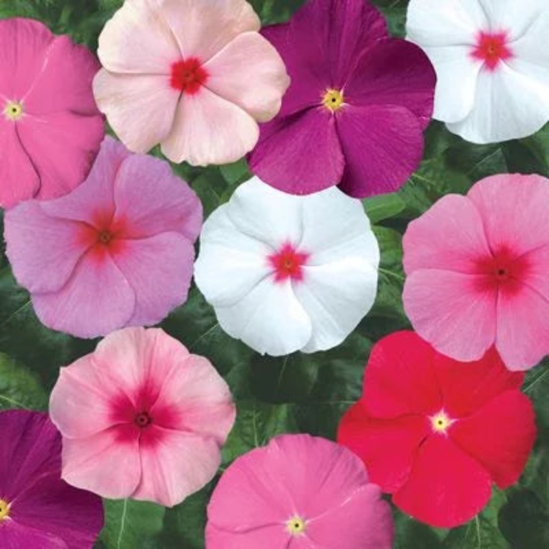 Vinca SunStorm Mix Flower Seeds