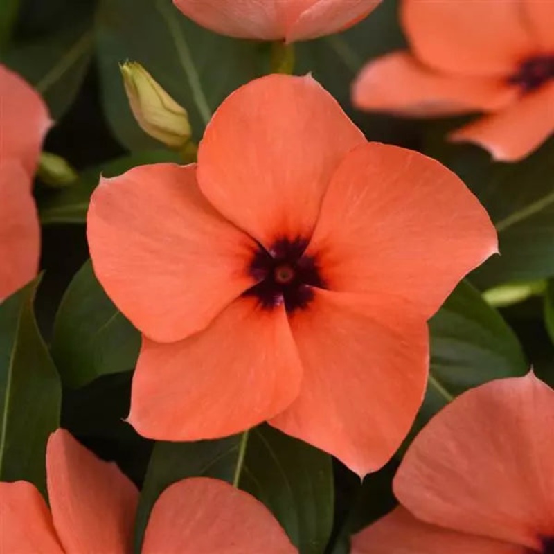 Vinca Tattoo Orange Flower Seeds