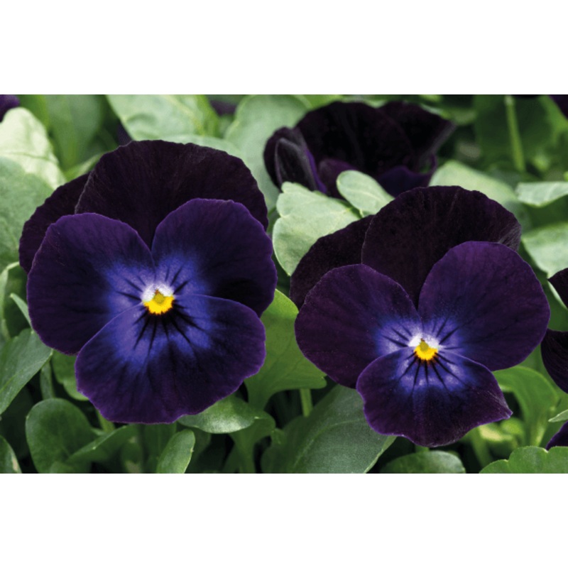Viola Admire Deep Purple Face Flower Seeds