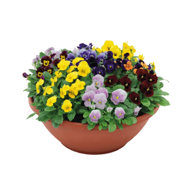 Viola Admire Maxi Mix Flower Seeds