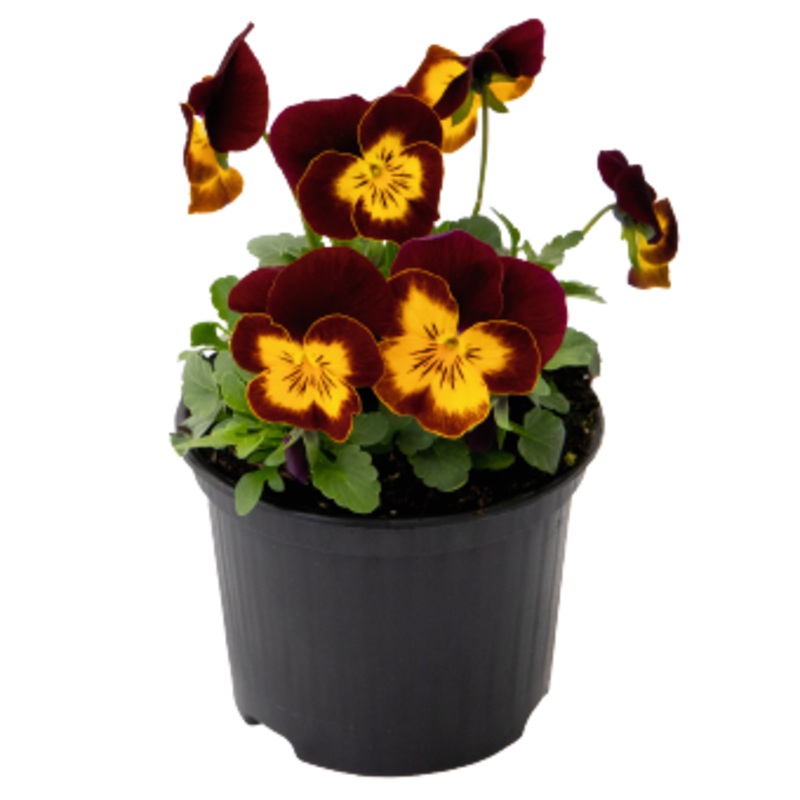Viola Admire Purple Red Yellow Face Flower Seeds