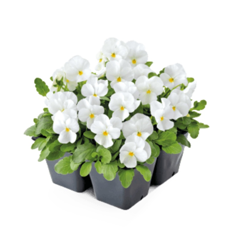 Viola Admire White Flower Seeds