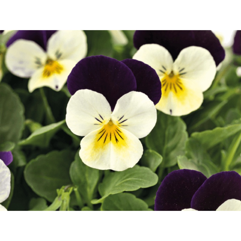 Viola Admire White Purple Wing Flower Seeds