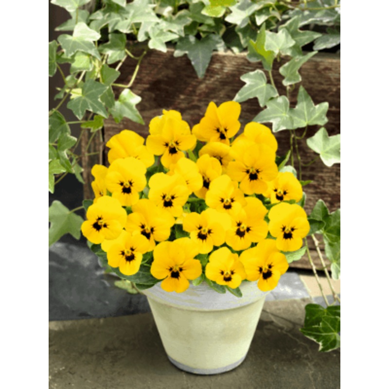 Viola Admire Yellow Blotch Flower Seeds