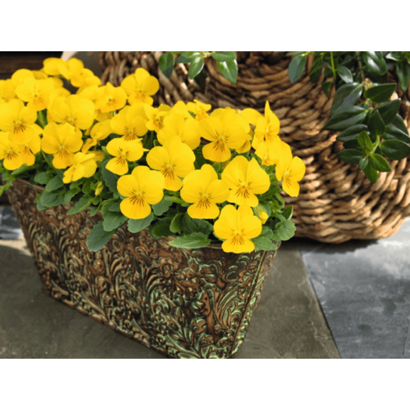 Viola Admire Yellow Flower Seeds