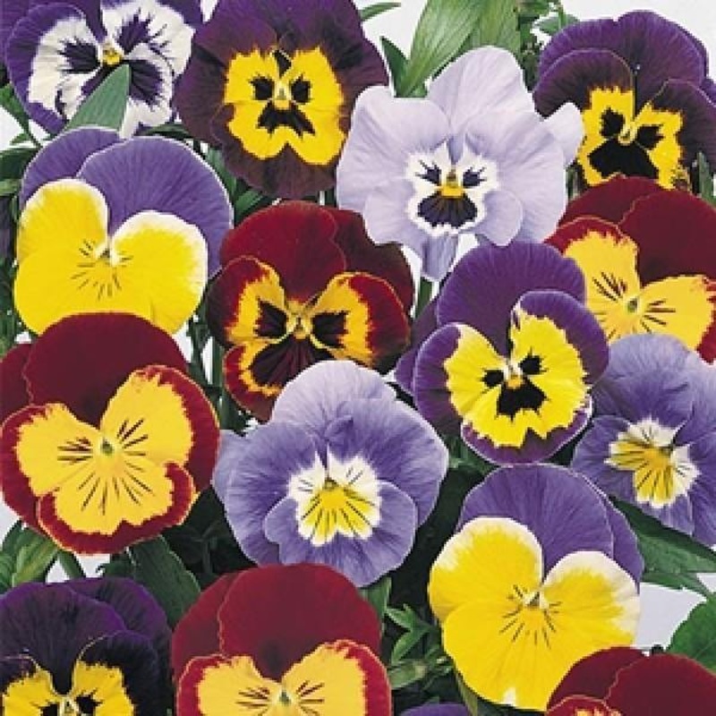 Viola F2 Joker Mix Flower Seeds