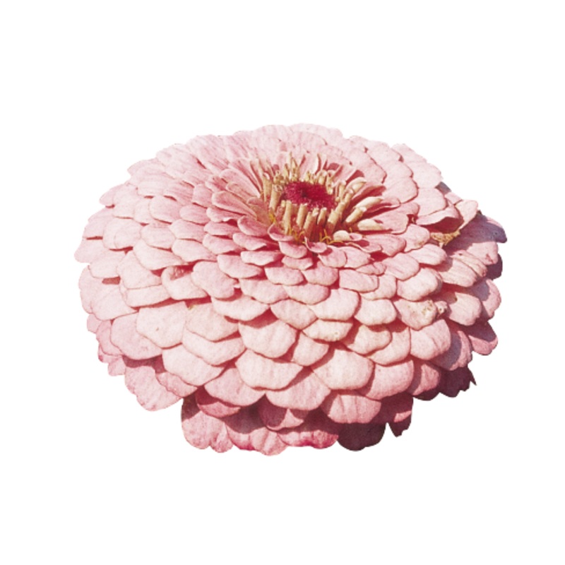 Zinnia Double Benary’s Giant Bright Pink Flower Seeds