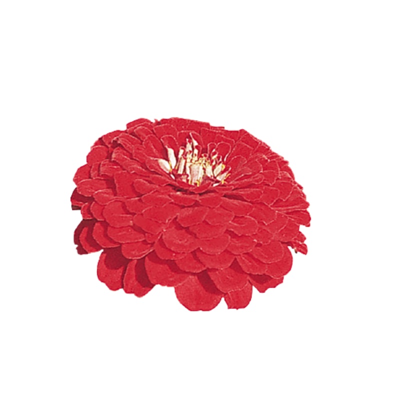 Zinnia Double Benary’s Giant Deep Red Flower Seeds