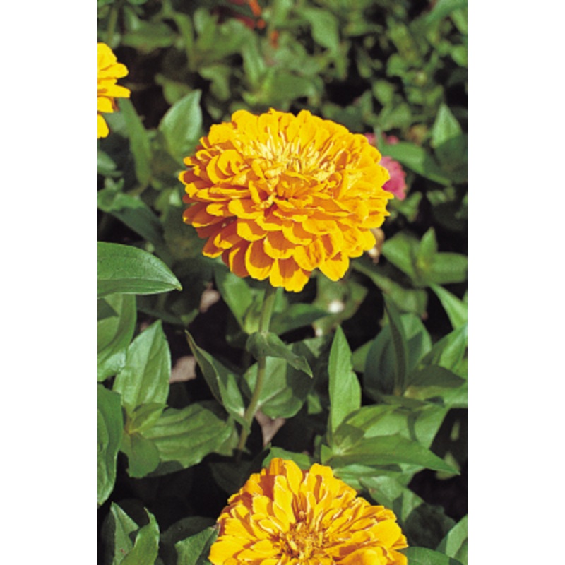 Zinnia Double Benary’s Giant Golden Yellow Flower Seeds