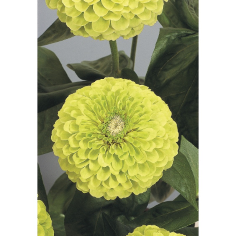 Zinnia Double Benary’s Giant Lime Flower Seeds