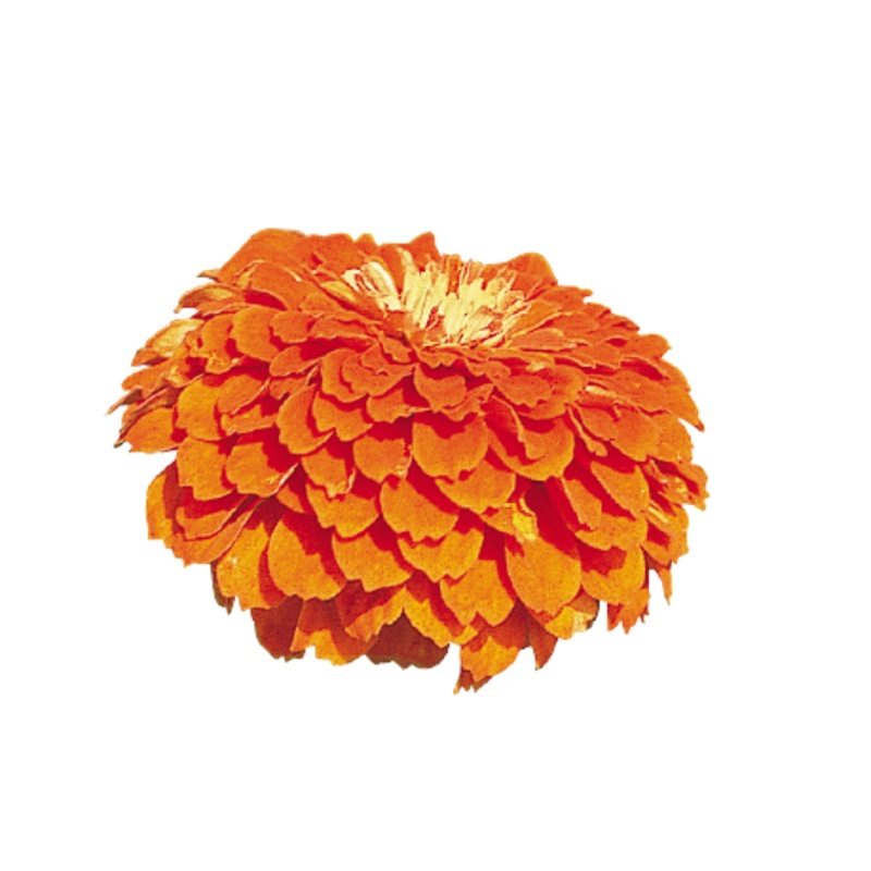 Zinnia Double Benary’s Giant Orange Flower Seeds