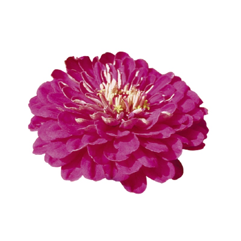 Zinnia Double Benary’s Giant Purple Flower Seeds