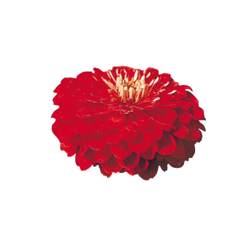 Zinnia Double Benary’s Giant Scarlet Flower Seeds