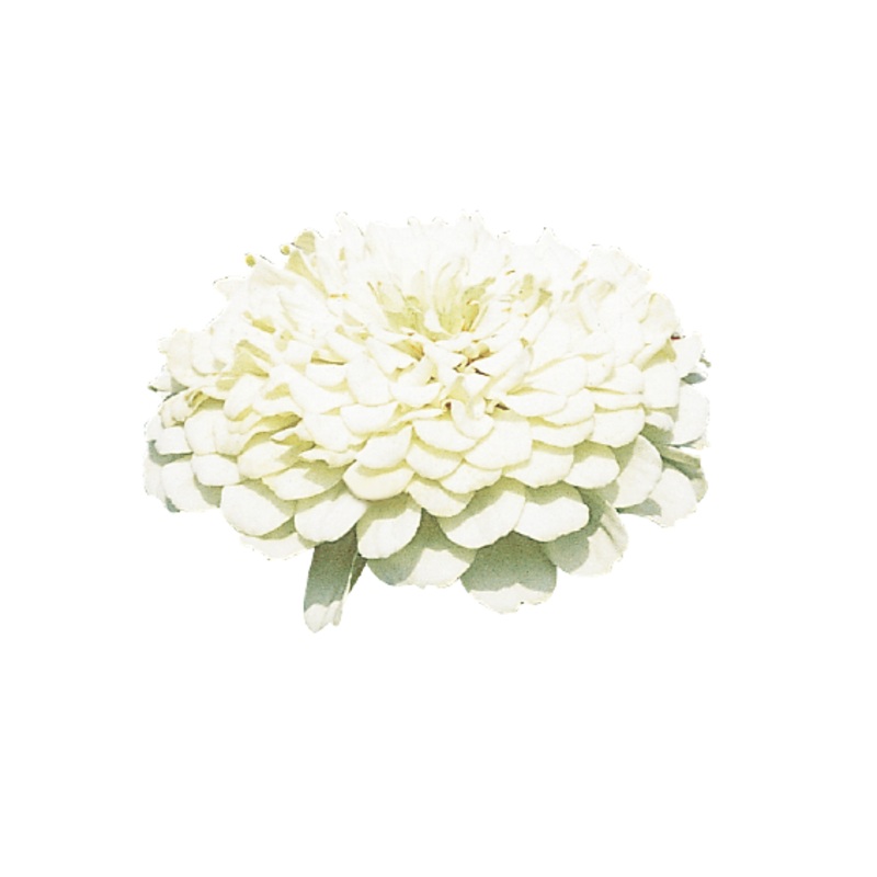 Zinnia Double Benary’s Giant White Flower Seeds