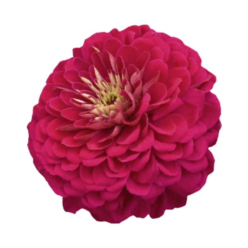 Zinnia Double Benary’s Giant Wine Flower Seeds