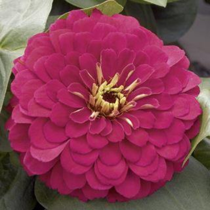 Zinnia Magellan Cherry Flower Seeds