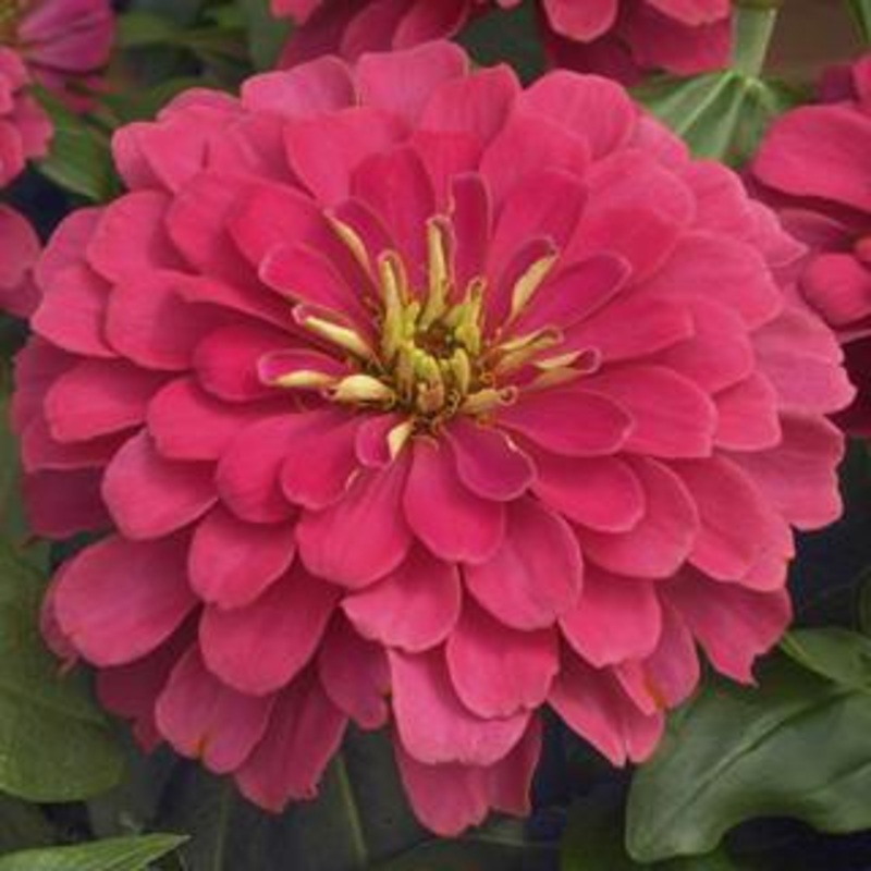 Zinnia Magellan Coral Flower Seeds