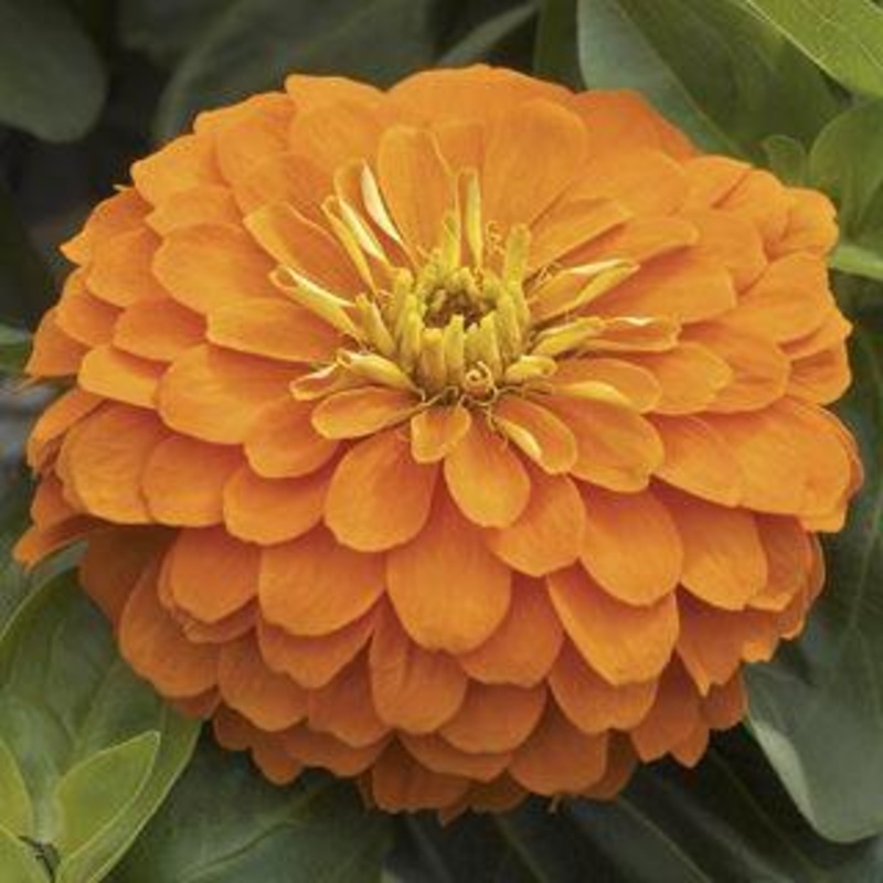 Zinnia Magellan Orange Flower Seeds