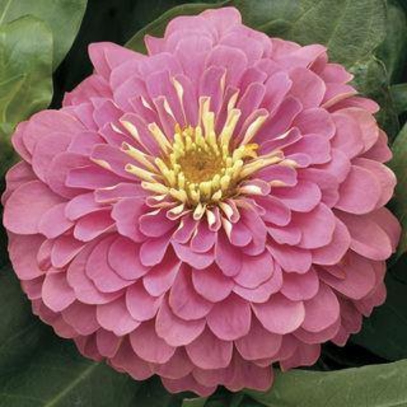 Zinnia Magellan Pink Flower Seeds