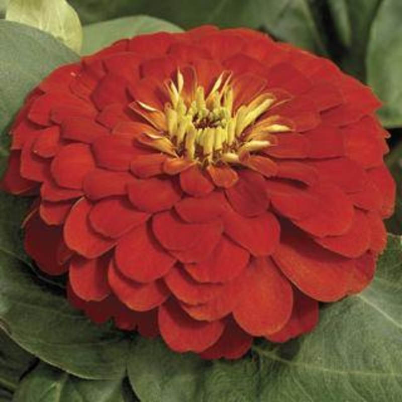 Zinnia Magellan Scarlet Flower Seeds