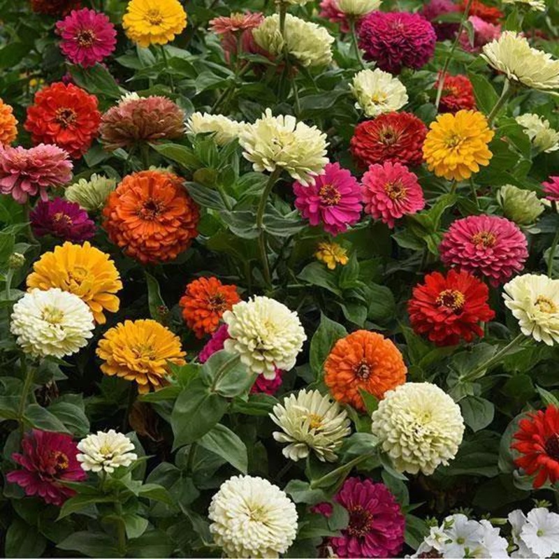 Zinnia State Fair Mix Flower Seeds