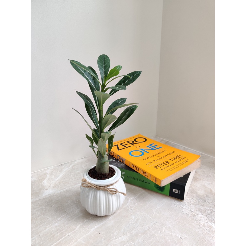 Adenium Green Gift – Corporate Plant