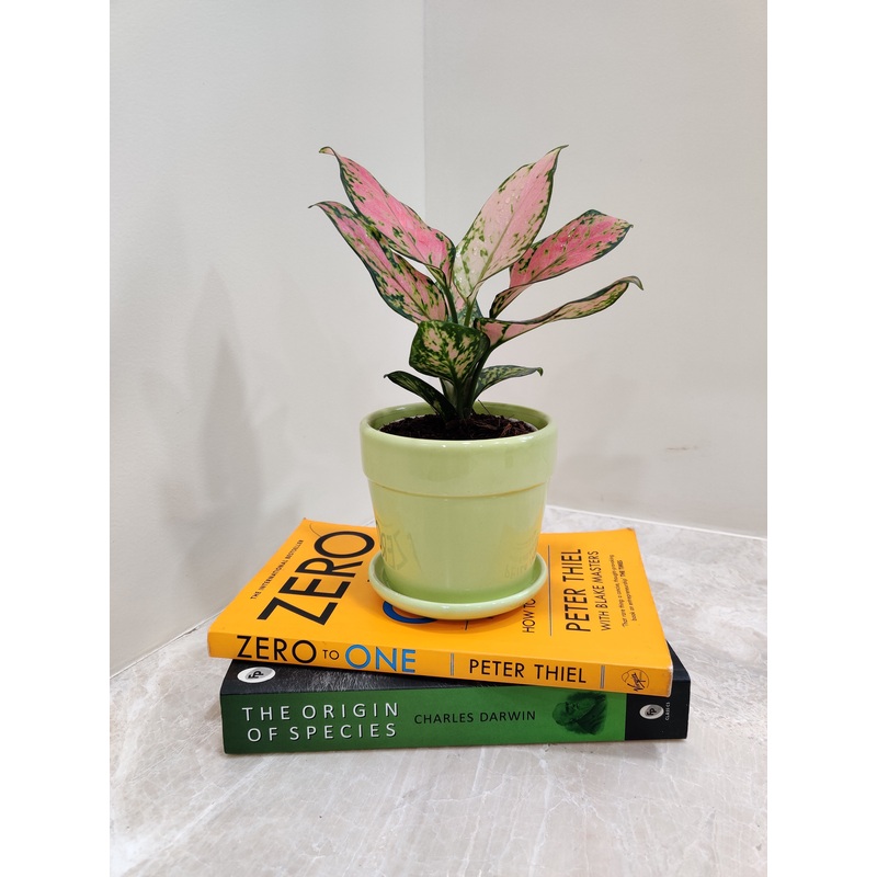 Aglaonema Angel For Corporate Gift Plant